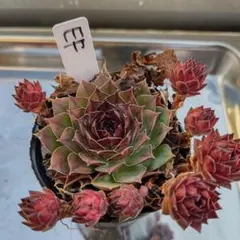 2026年最新】センペルビウムの人気アイテム - メルカリ