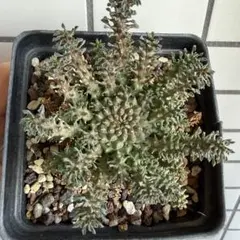 2026年最新】アトロビリディスの人気アイテム - メルカリ