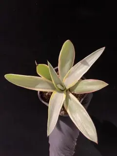 2026年最新】デスメティアーナ ブルームーンの人気アイテム - メルカリ