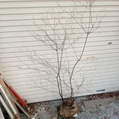 2026年最新】山採り ツツジの人気アイテム - メルカリ