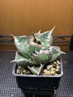 2026年最新】チタノタ 狼人の人気アイテム - メルカリ