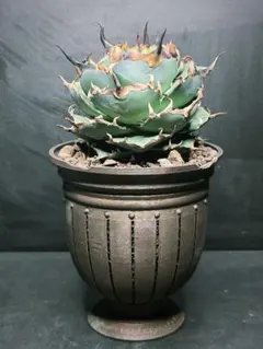 2026年最新】アガベ チタノタ ハデスの人気アイテム - メルカリ