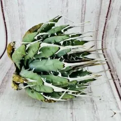 2026年最新】エボリスピナ 現地の人気アイテム - メルカリ