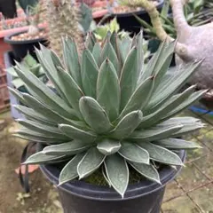 2026年最新】雪嶺 アガベの人気アイテム - メルカリ