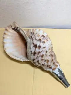 2026年最新】ほらがいの人気アイテム - メルカリ