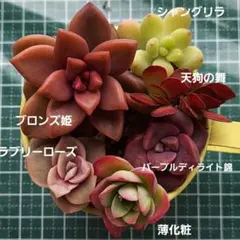 2026年最新】ラブリーローズ錦の人気アイテム - メルカリ