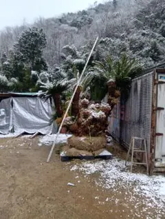 2026年最新】ソテツ 引き取りの人気アイテム - メルカリ