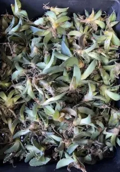 2026年最新】アガベ大白鯊の人気アイテム - メルカリ