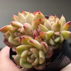 2026年最新】ファームパルクさん苗の人気アイテム - メルカリ