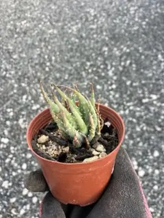 2026年最新】アロエハイブリッドの人気アイテム - メルカリ