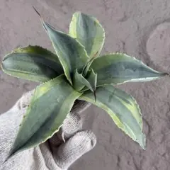 2026年最新】アガベオバティフォリアの人気アイテム - メルカリ