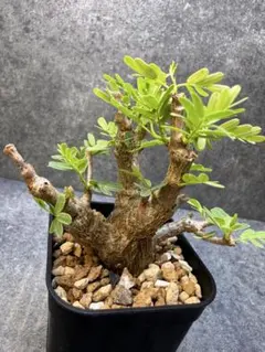 2026年最新】センナメリディオナリス の人気アイテム - メルカリ