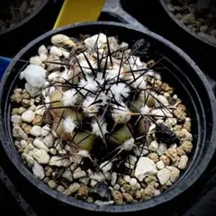 2026年最新】コピアポア 種の人気アイテム - メルカリ