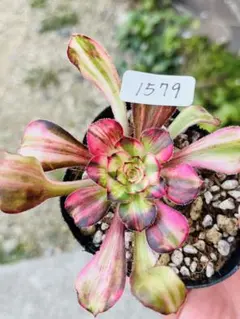 2026年最新】アエオニウム シャネルの人気アイテム - メルカリ