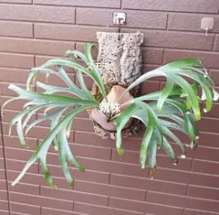 2026年最新】アルマダドワーフの人気アイテム - メルカリ