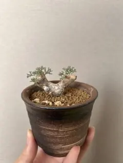 2026年最新】サルコカウロン ムルチフィズムの人気アイテム - メルカリ