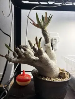 2026年最新】イノピナツムの人気アイテム - メルカリ