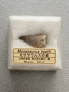 2026年最新】モササウルス 歯 化石の人気アイテム - メルカリ