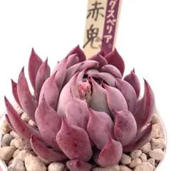 2026年最新】おらいさんの人気アイテム - メルカリ