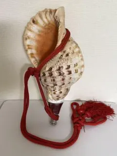 2026年最新】法螺貝 和楽器の人気アイテム - メルカリ