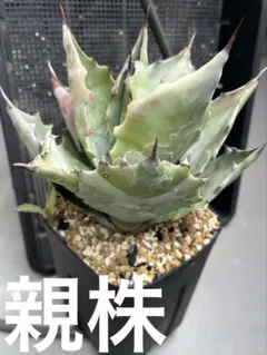 2026年最新】アガベ コロラータの人気アイテム - メルカリ