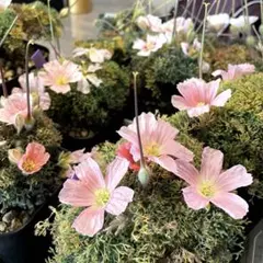 2026年最新】モンソニア ムルチフィダの人気アイテム - メルカリ