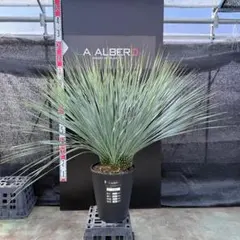 2026年最新】ロストラータ 分頭の人気アイテム - メルカリ