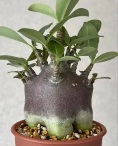 2026年最新】アデニウム ブラックスキンの人気アイテム - メルカリ