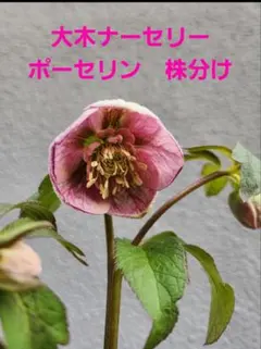 2026年最新】大木ナーセリーの人気アイテム - メルカリ