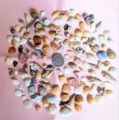 2026年最新】貝殻セットの人気アイテム - メルカリ