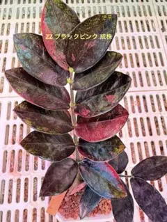 2026年最新】ザミオクルカス ピンクの人気アイテム - メルカリ