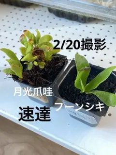 2026年最新】月光爪哇の人気アイテム - メルカリ