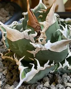 2026年最新】ゴジラ 台湾の人気アイテム - メルカリ