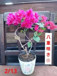 2026年最新】ブーゲンビリア 斑入りの人気アイテム - メルカリ