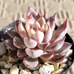 2026年最新】おらいさん苗 ミックスベリア 青鬼の人気アイテム - メルカリ