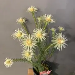 2026年最新】フィリカ プベッセンスの人気アイテム - メルカリ