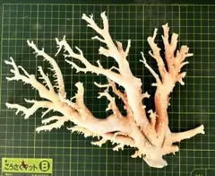 2026年最新】桃色珊瑚 原木の人気アイテム - メルカリ