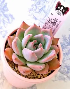 2026年最新】多肉植物 リンゼアナの人気アイテム - メルカリ