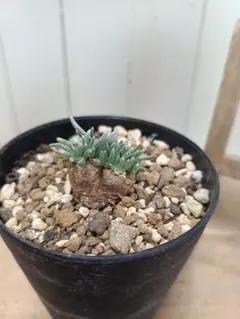 2026年最新】アボニア クイナリアの人気アイテム - メルカリ