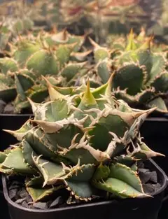 2026年最新】アガベ白豪刺の人気アイテム - メルカリ