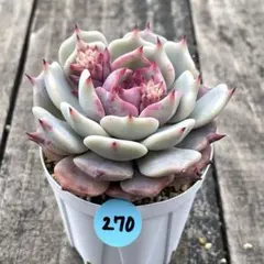 2026年最新】ストロベリーミルククラウンの人気アイテム - メルカリ