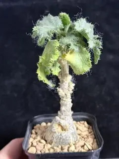 2026年最新】ブラータ ギガスの人気アイテム - メルカリ