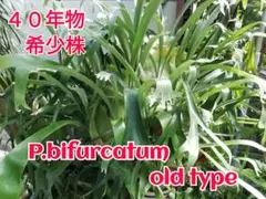 2026年最新】大株 ビカクシダの人気アイテム - メルカリ