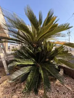 2026年最新】ソテツ 引き取りの人気アイテム - メルカリ