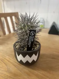 2026年最新】バリエム 鉢の人気アイテム - メルカリ