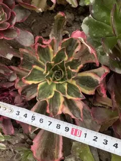 2026年最新】アエオニウム 魅影の人気アイテム - メルカリ