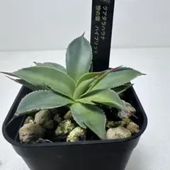 2026年最新】グアダラハラナ ハイブリッドの人気アイテム - メルカリ