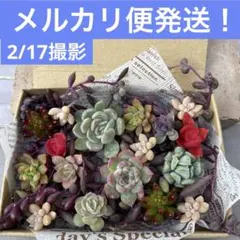 2026年最新】多肉弁当の人気アイテム - メルカリ