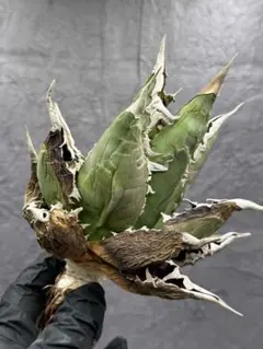 2026年最新】海王 アガベの人気アイテム - メルカリ