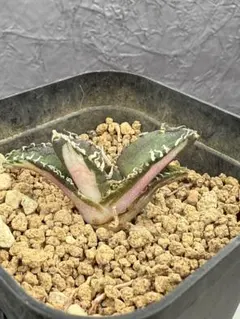 2026年最新】アガベ sad 錦の人気アイテム - メルカリ